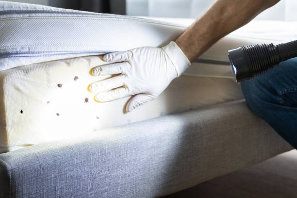 Best Bed Bug Extermination  in Broadway, VA
