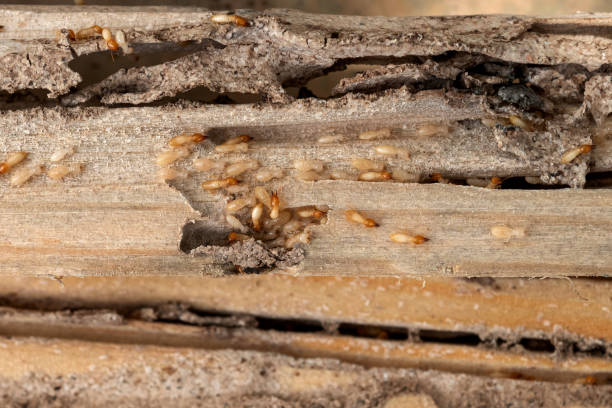Best Wasp Removal Services  in Broadway, VA
